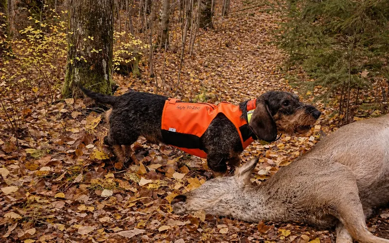 Ettersøkshund i oransje vest ved funnet rådyr